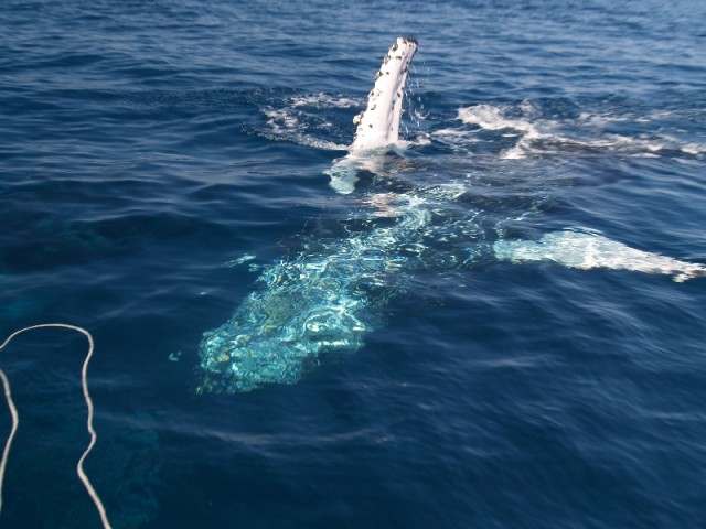 Exmouth Whales